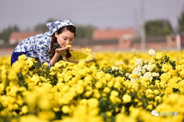 云臺冰菊基地發(fā)生了什么？一批批領(lǐng)導(dǎo)專家團隊前來！